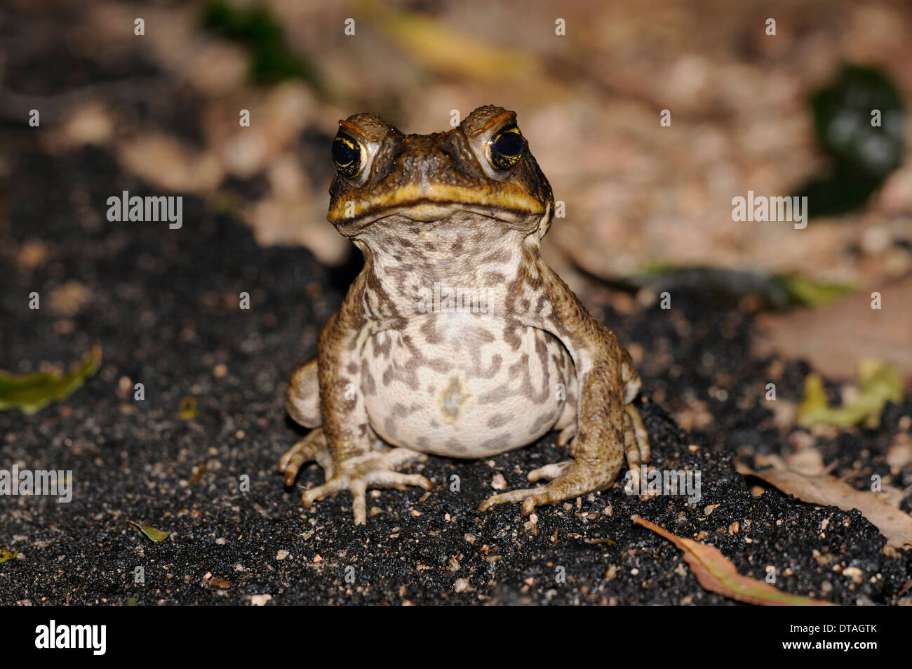 Cane toad (Rhinella marina). A serious pest in many parts of Australia, where it is an invasive species. Stock Photo