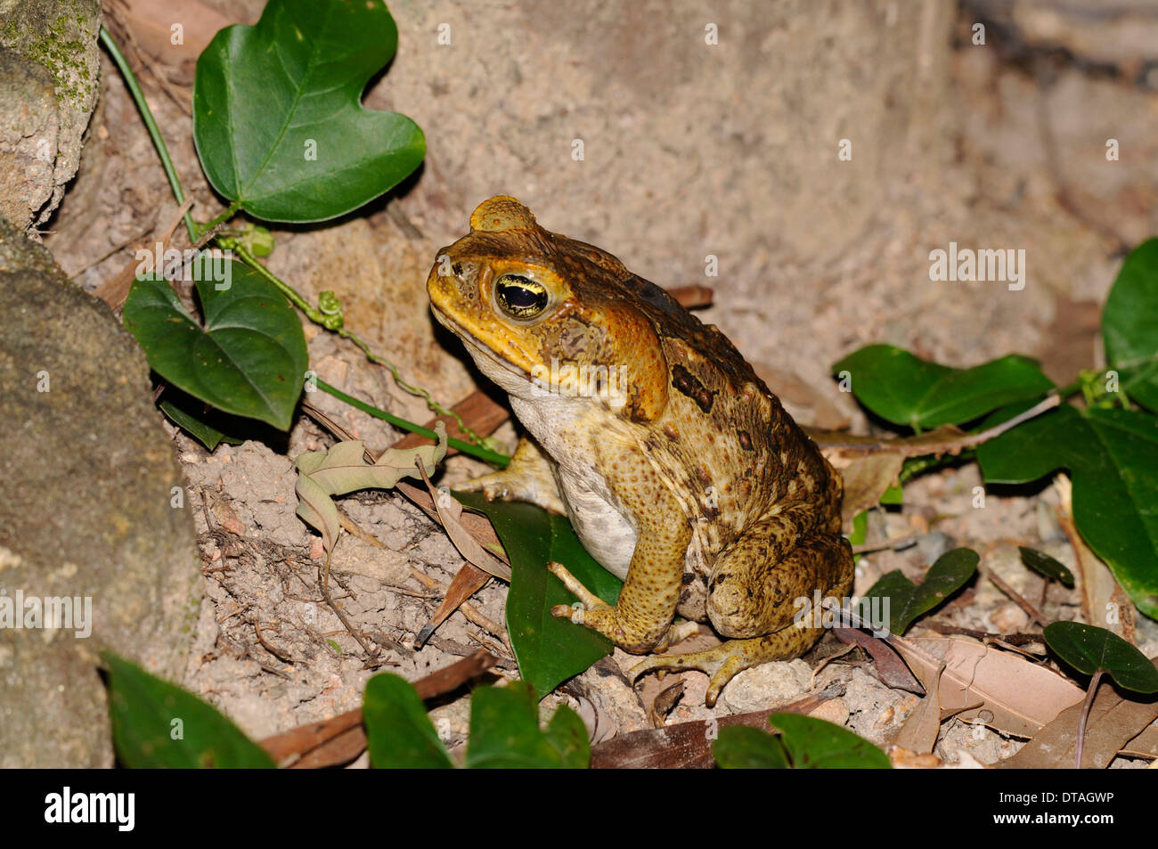 Cane toad (Rhinella marina). A serious pest in many parts of Australia, where it is an invasive species. Stock Photo