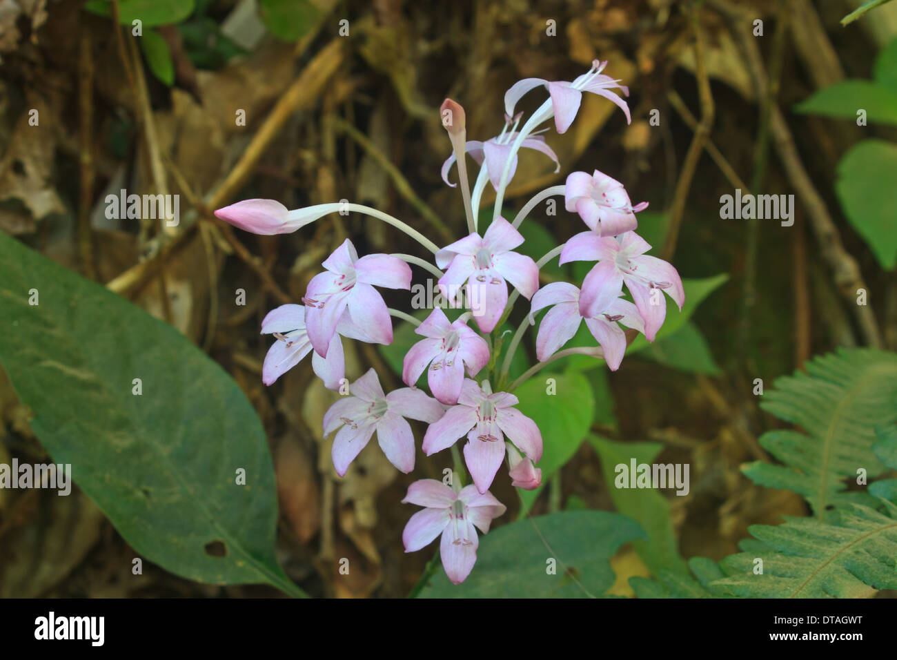 Flower at forest hi-res stock photography and images - Alamy