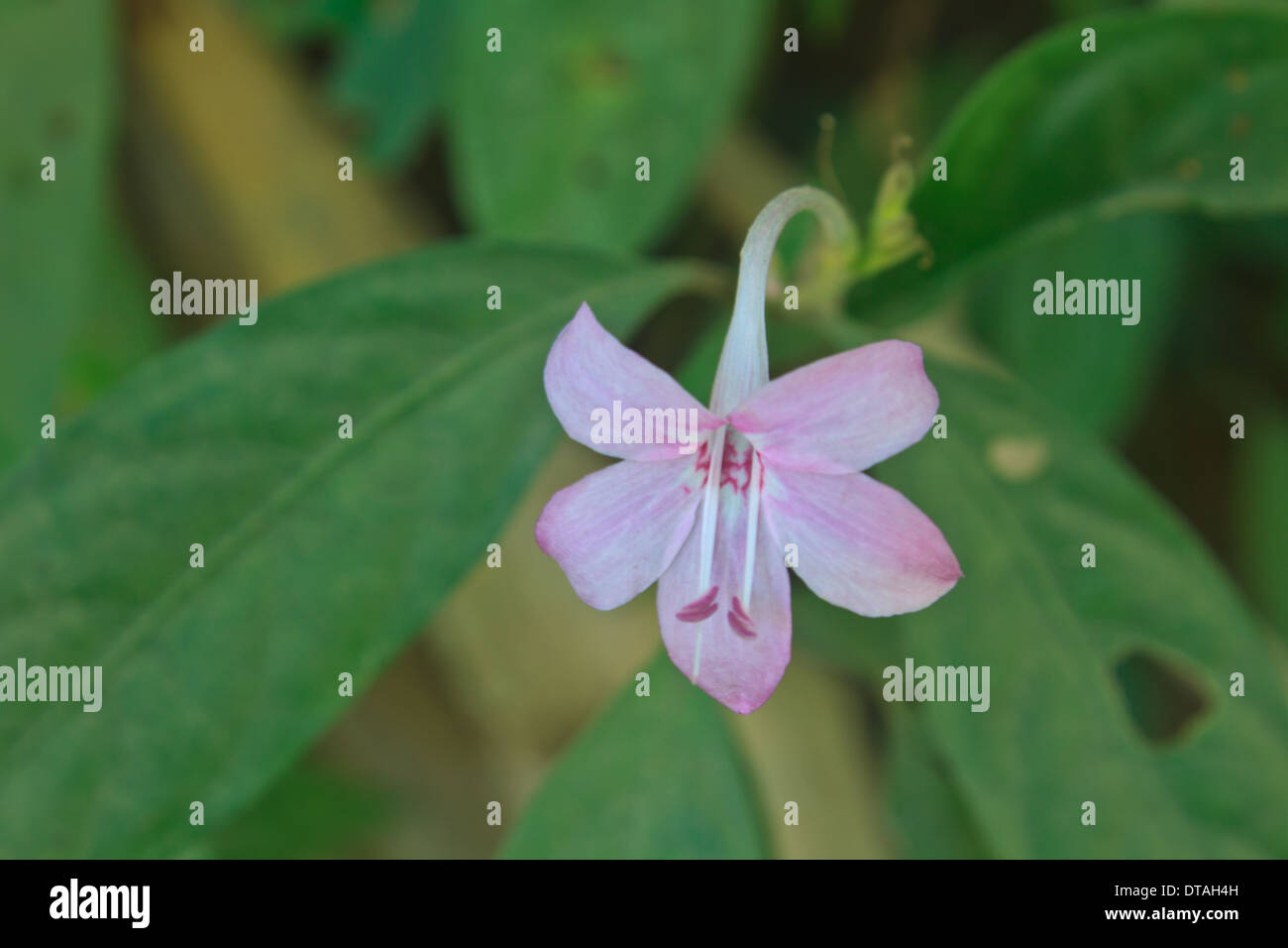Flower of forest hi-res stock photography and images - Alamy