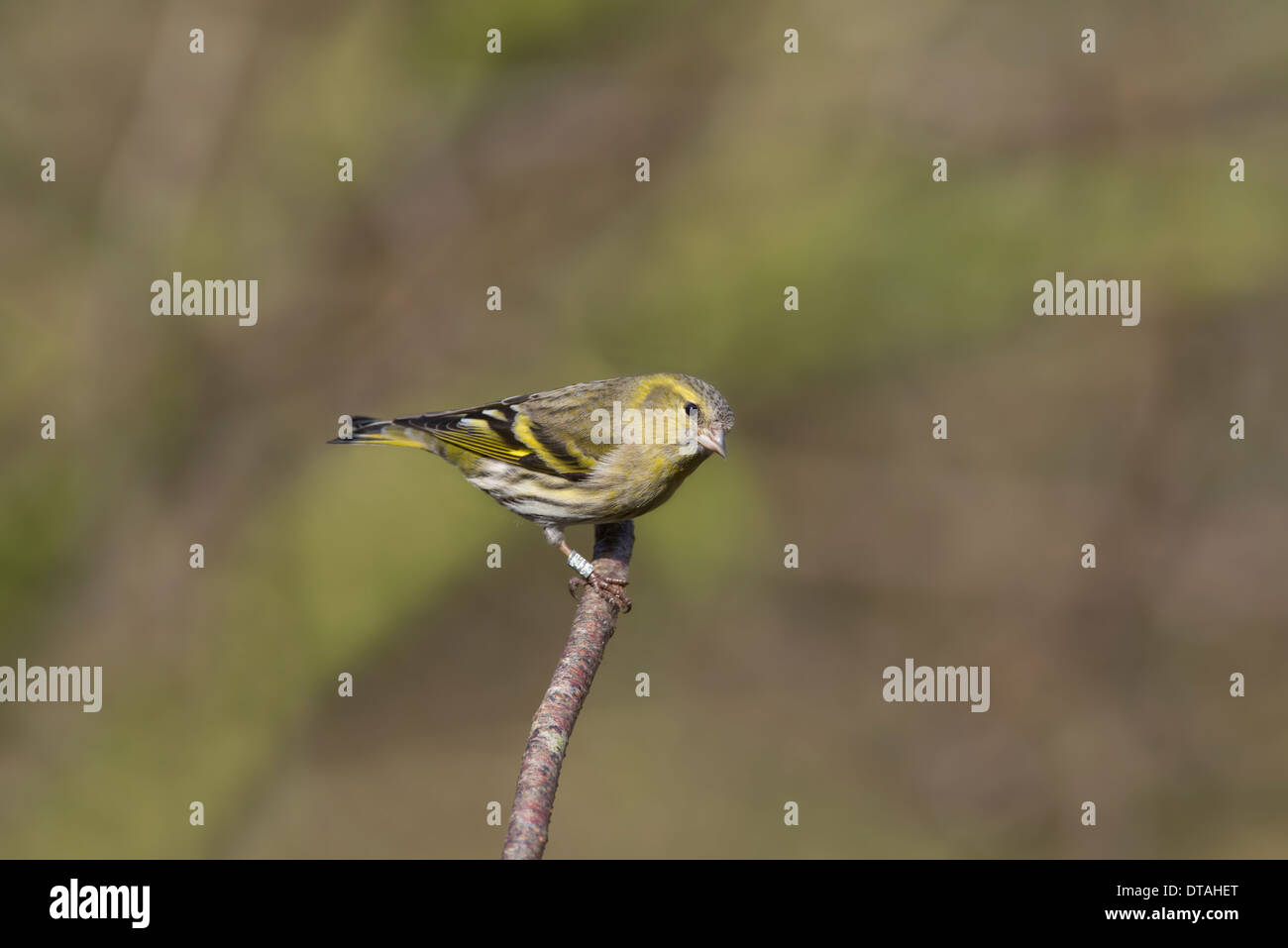 Siskin (Cardeulis spinus), female perched on a twig Stock Photo