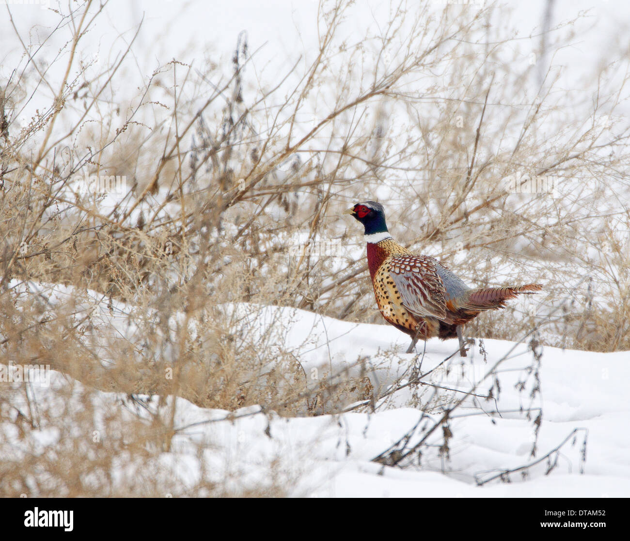 Ring-necked Pheasant in the Snow Stock Photo
