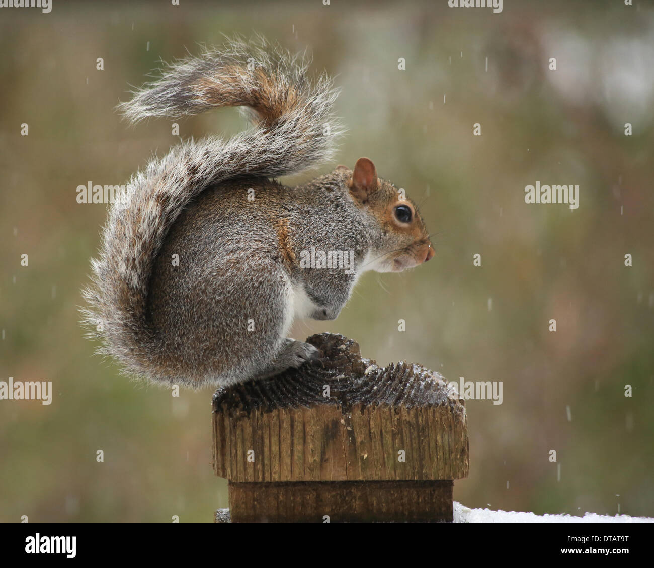 Columbia, South Carolina, USA. 12th Feb, 2014. birds out looking for  food  after freek snow and ice storm 12/02/14 picture by Catherine Brown/brian jordan/Alamy Live News Stock Photo