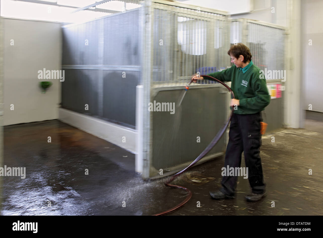 Berlin, Germany, woman cleans a horse box Stock Photo