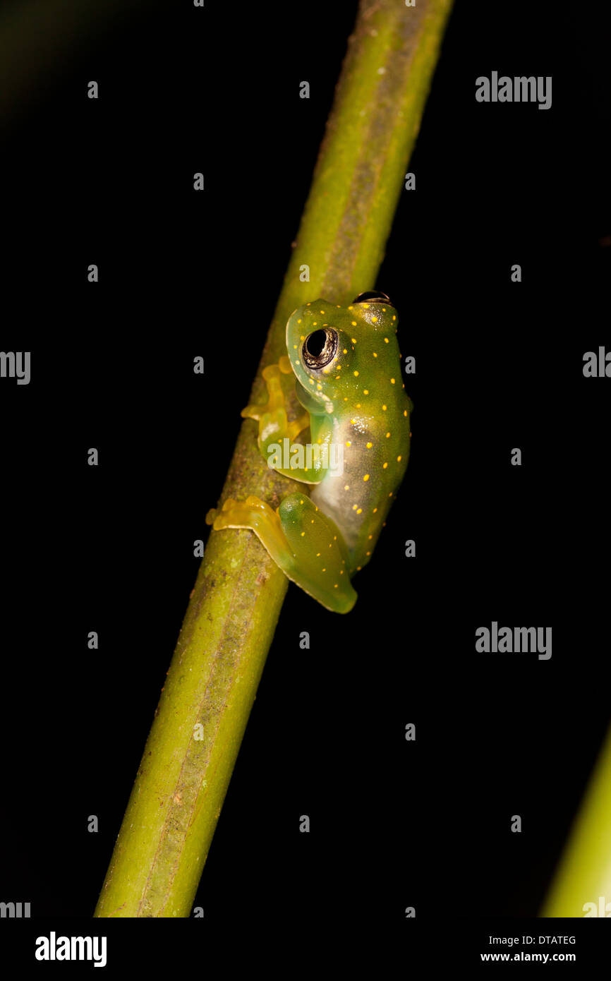 Yellow-flecked Glass Frog, Cochranella albomaculata, in the rainforest at Burbayar Nature Reserve, Republic of Panama. Stock Photo