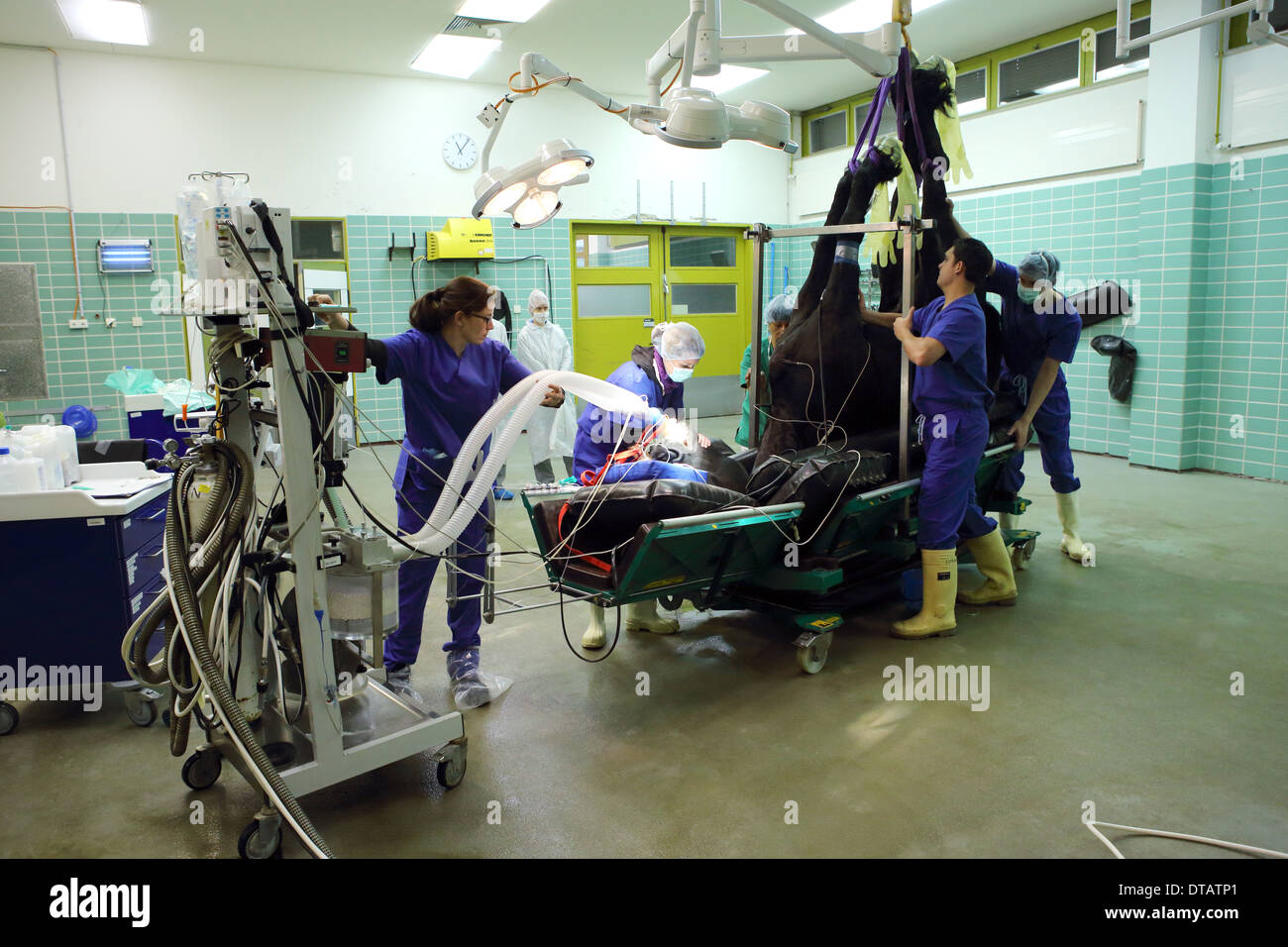 Berlin, Germany, a horse is anesthetized intubated before surgery Stock Photo