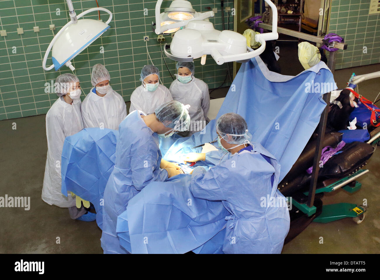 Berlin, Germany, students observe vets in surgery on the horse Stock Photo