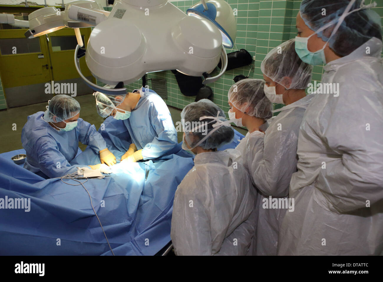 Berlin, Germany, students observe vets in surgery Stock Photo