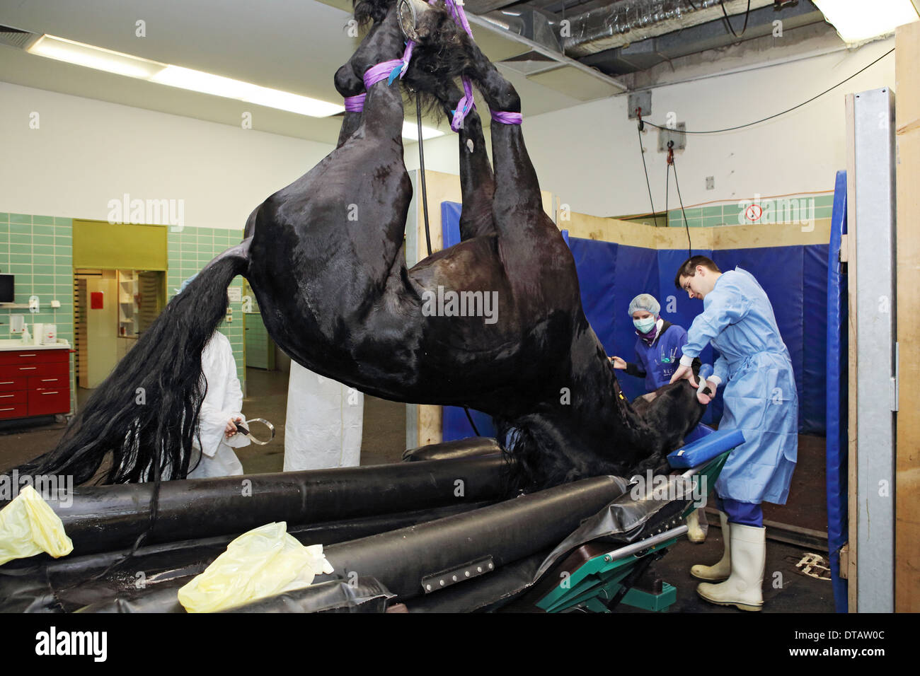 Berlin, Germany, anesthetized horse is placed on a surgical table Stock Photo