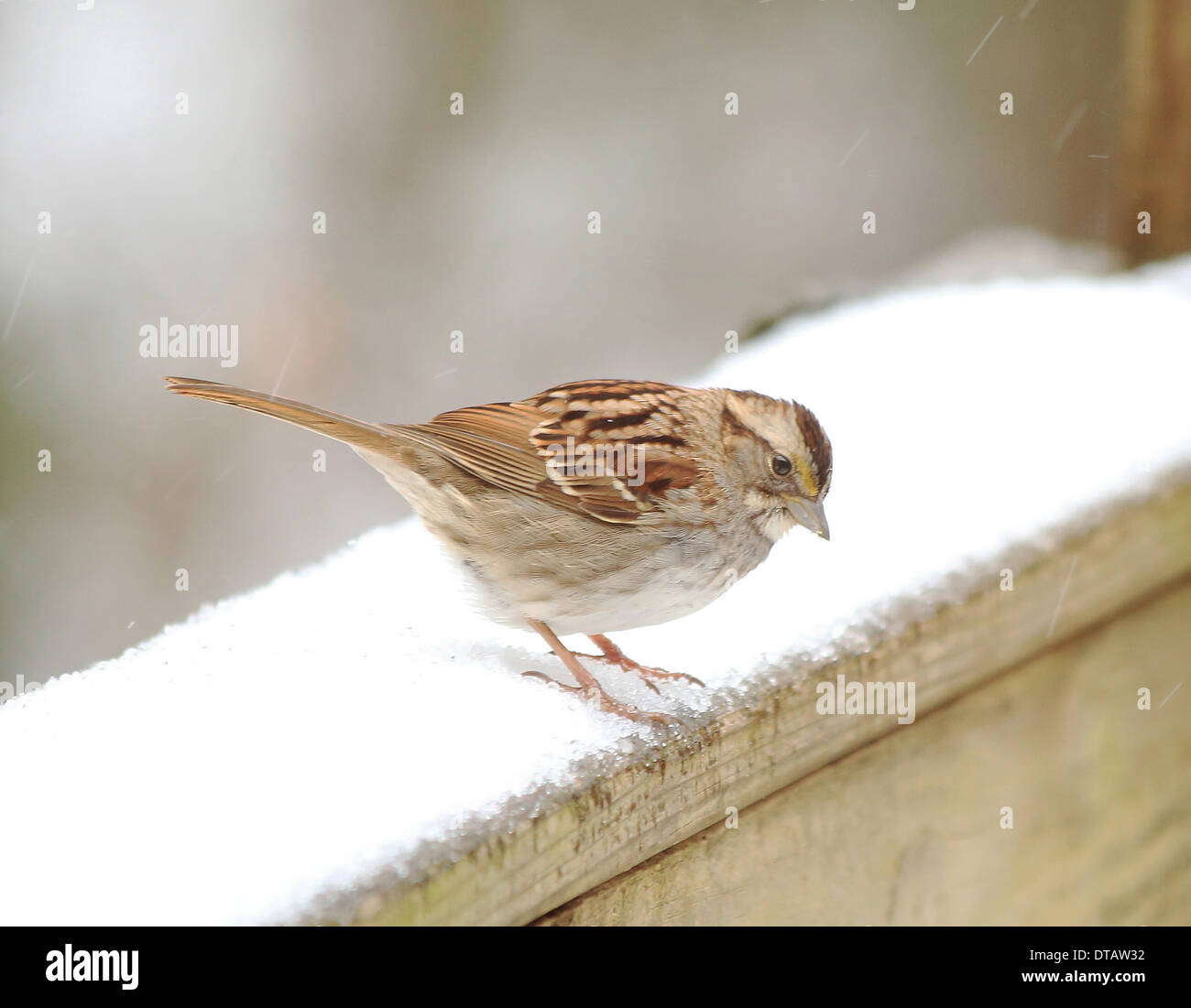 Columbia, South Carolina, USA. 12th Feb, 2014. birds out looking for  food  after freek snow and ice storm 12/02/14 picture by Catherine Brown/brian jordan/Alamy Live News Stock Photo