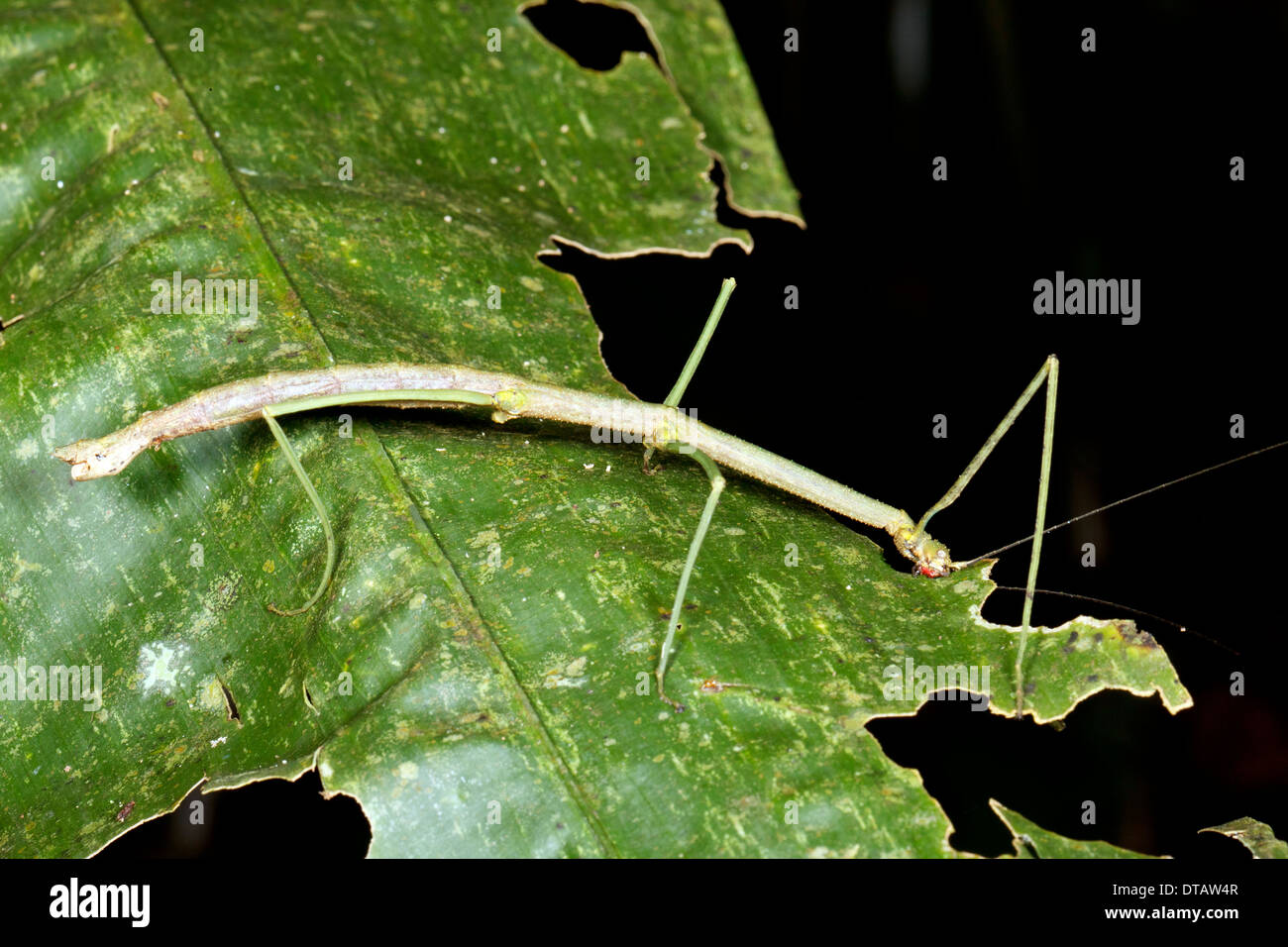 Green stick insect eating a leaf in the rainforest understory, Ecuador Stock Photo
