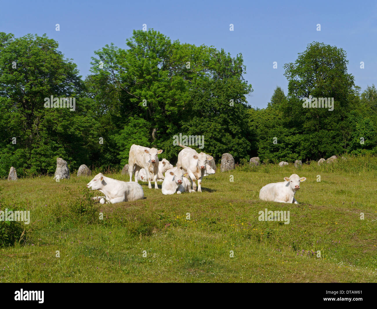 cows at kivik, skåne, sweden Stock Photo