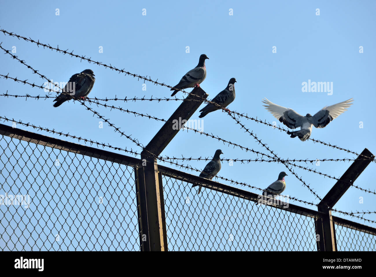 dove symbol of freedom and wire mesh Stock Photo