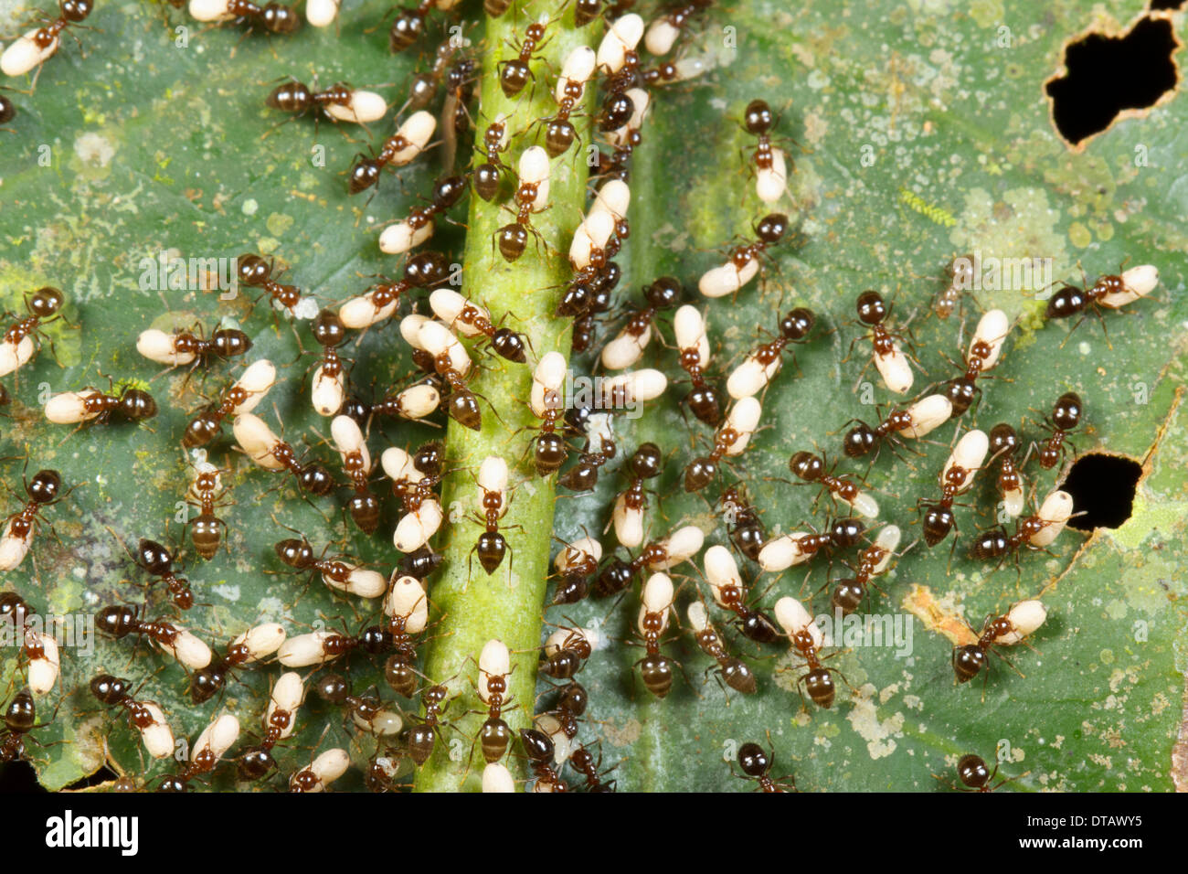 Ants carrying their larvae and pupae into the understory after their colony was attacked. In tropical rainforest, Ecuador Stock Photo