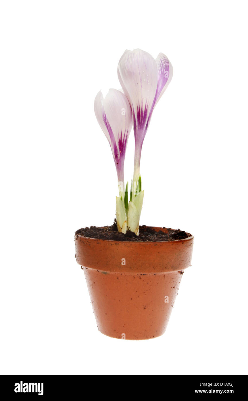 Crocus with two purple veined flowers in a small terracotta plant pot isolated against white Stock Photo