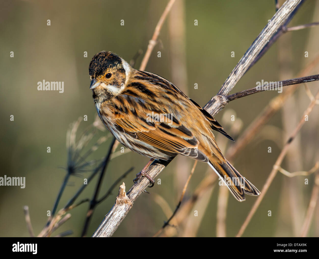 Male Reed Bunting (Winter plumage) Stock Photo