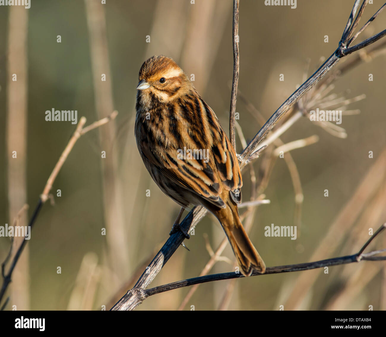 Female Reed Bunting (Winter plumage Stock Photo Alamy