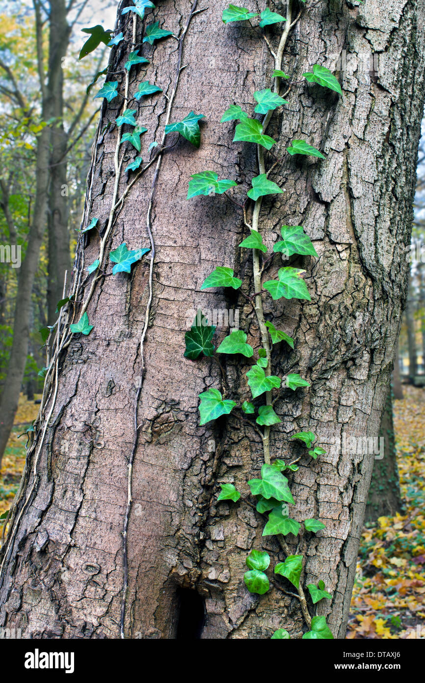 Ivy ordinary or ivy climbing (lat. Hedera helix) winds on the trunk of the tree Stock Photo