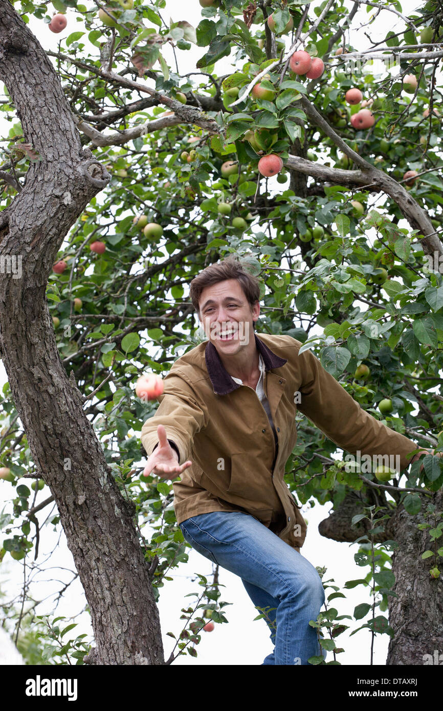 Man throwing apple from apple tree Stock Photo Alamy