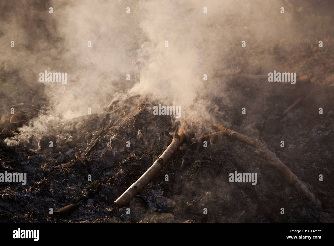 Forest fire Stock Photo