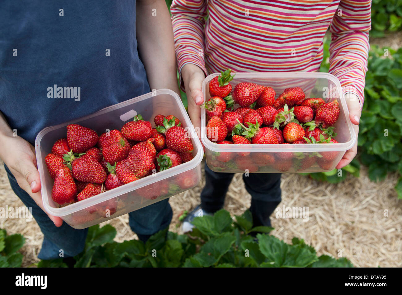 Boy and girl holding strawberry box Stock Photo