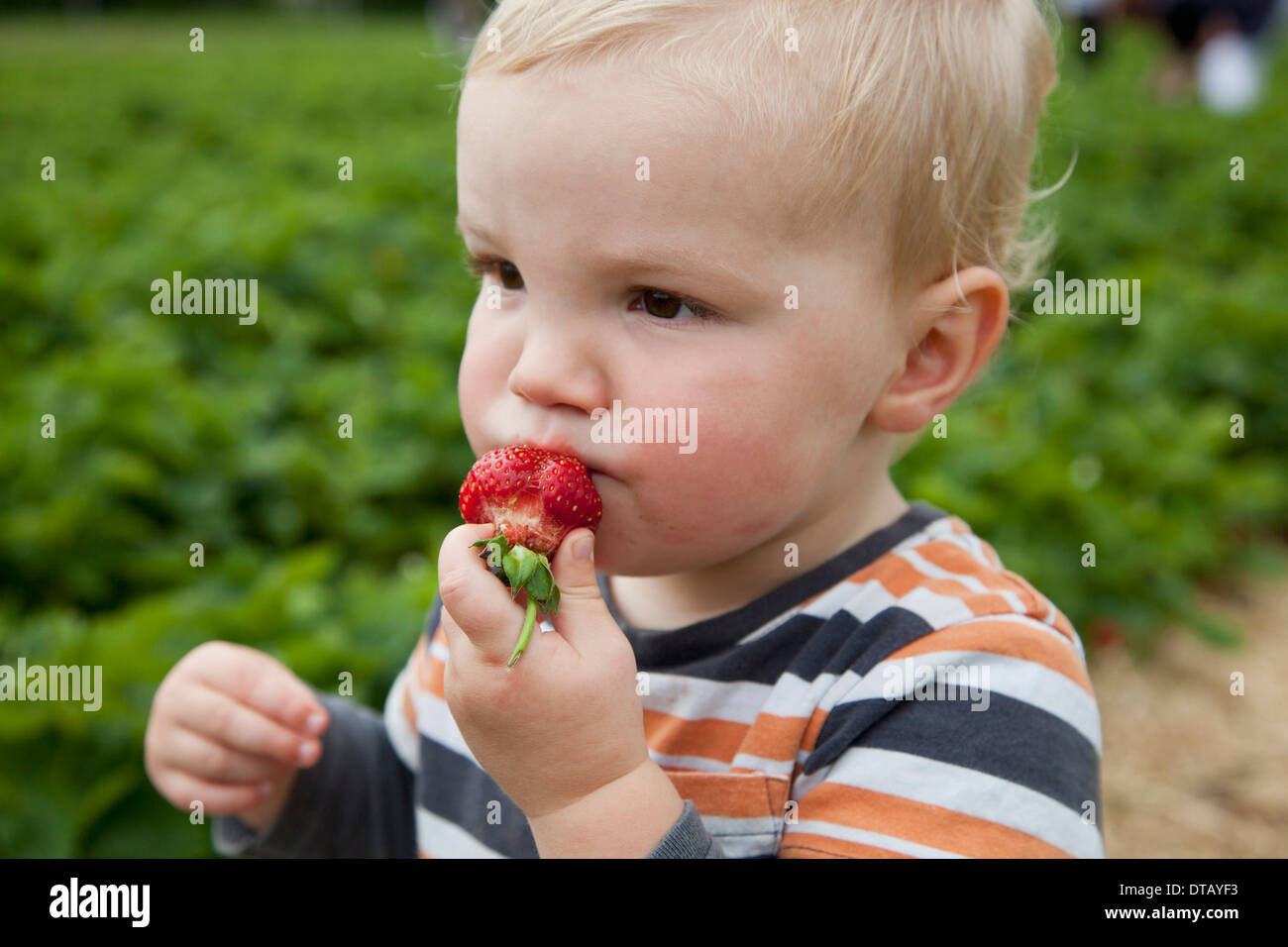 Baby boy eating strawberry, looking away Stock Photo