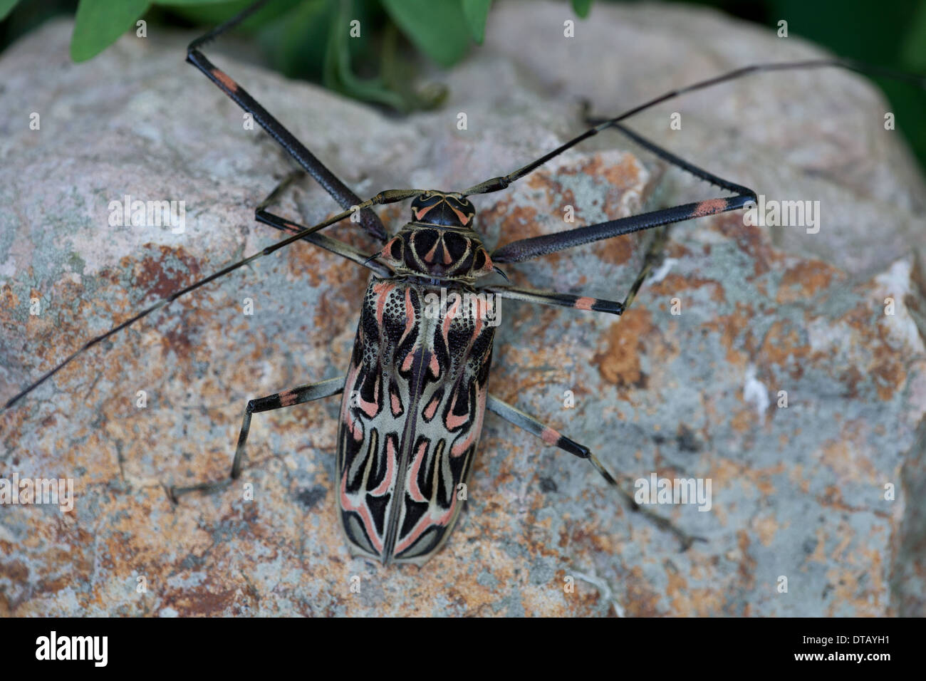 Harlequin Beetle on a rock in the rainforest outside Penonome, Cocle province, Republic of Panama. Stock Photo