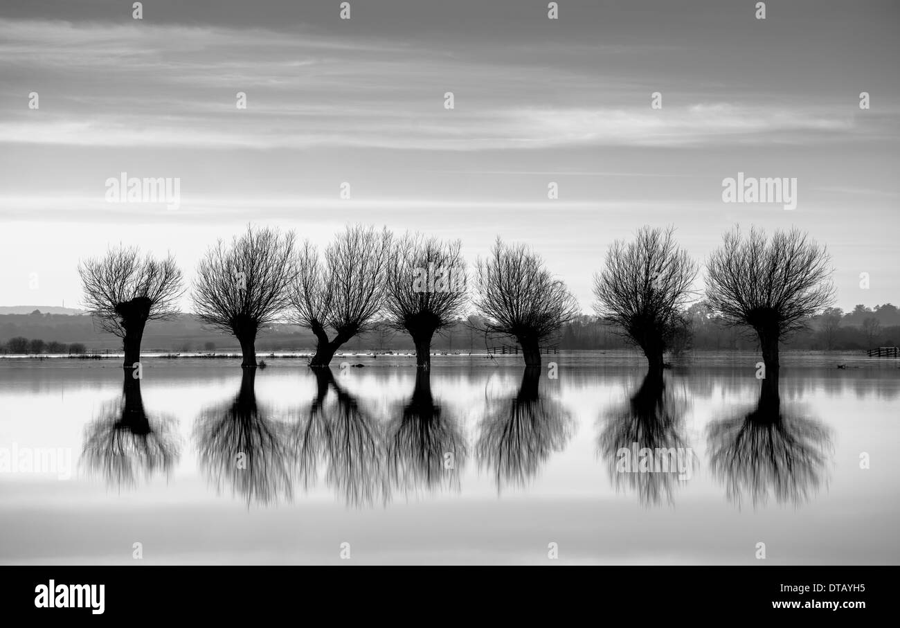 A row of pollarded willow trees,silhouetted against the flooded landscape of the Somerset levels. Stock Photo