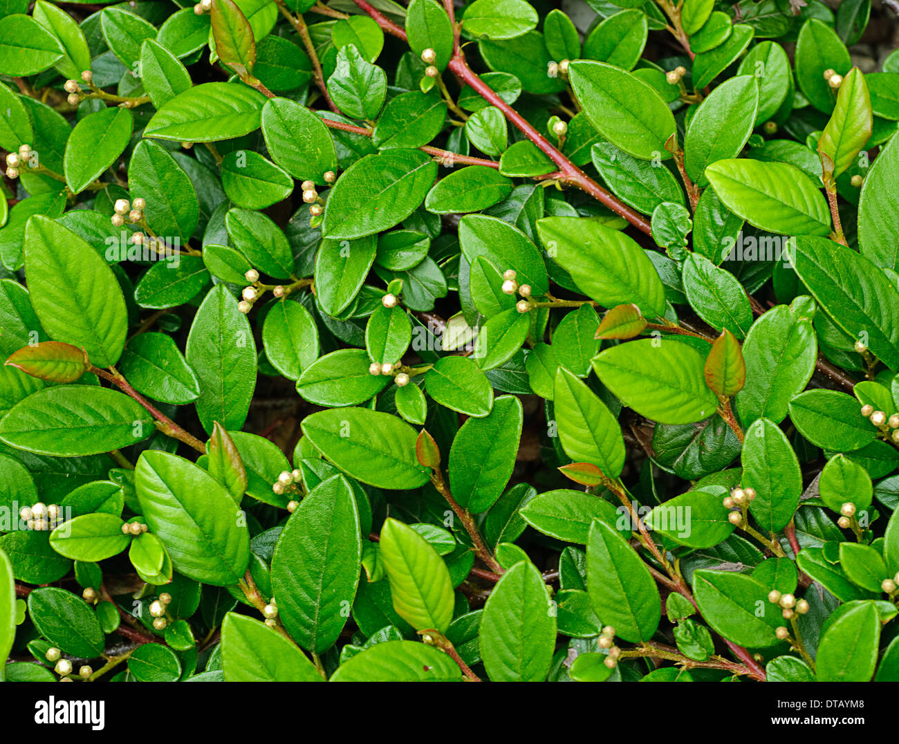 Green leafs background. Natural texture of plant close up Stock Photo ...