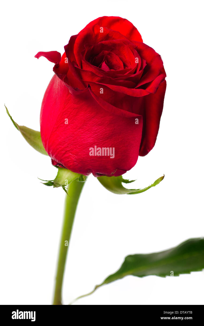 Red rose close up isolated white background Stock Photo - Alamy