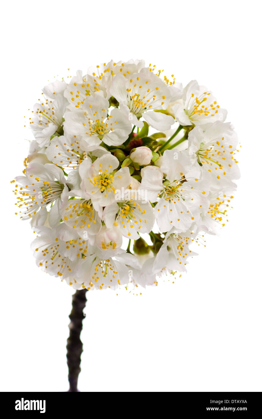 cherry blossom isolated on white background. macro Stock Photo - Alamy
