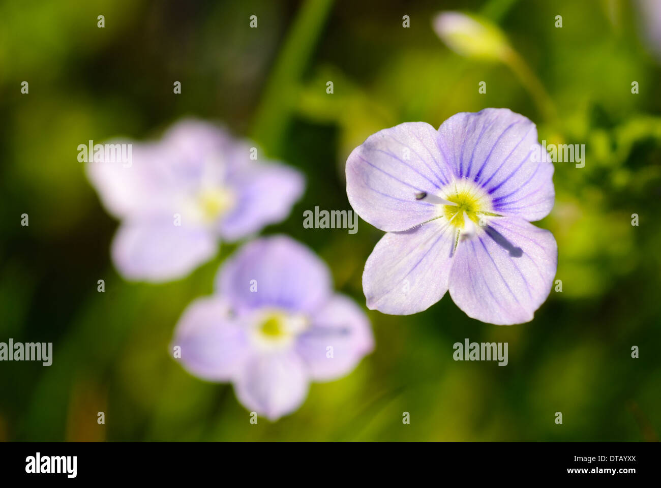 look-up-and-kiss-me flowers in grass. Close up, shallow deep of field Stock Photo