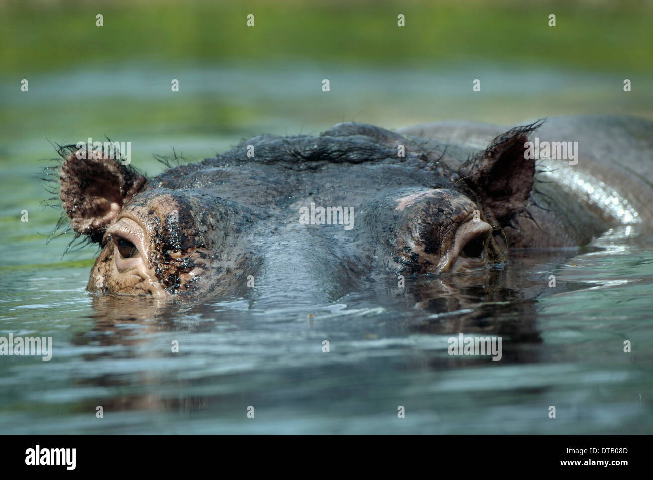 Hippopotamus swimming in water, close-up Stock Photo
