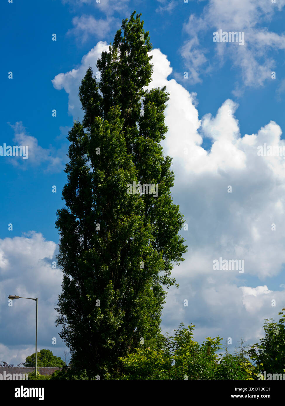 Large leylandii or Leyland cypress Cupressus coniferous tree with blue sky and clouds behind Stock Photo