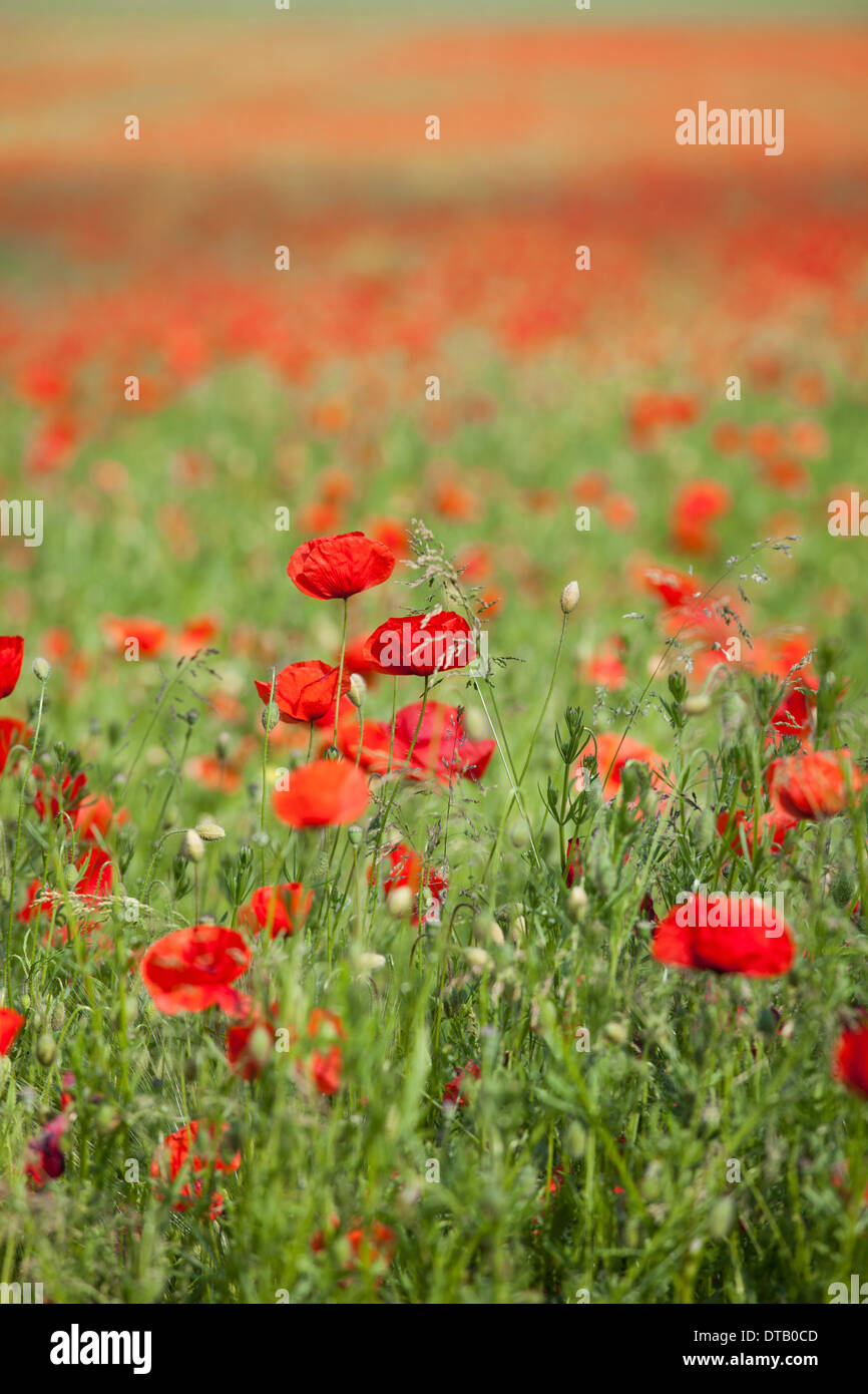 Poppies in focus hi-res stock photography and images - Alamy