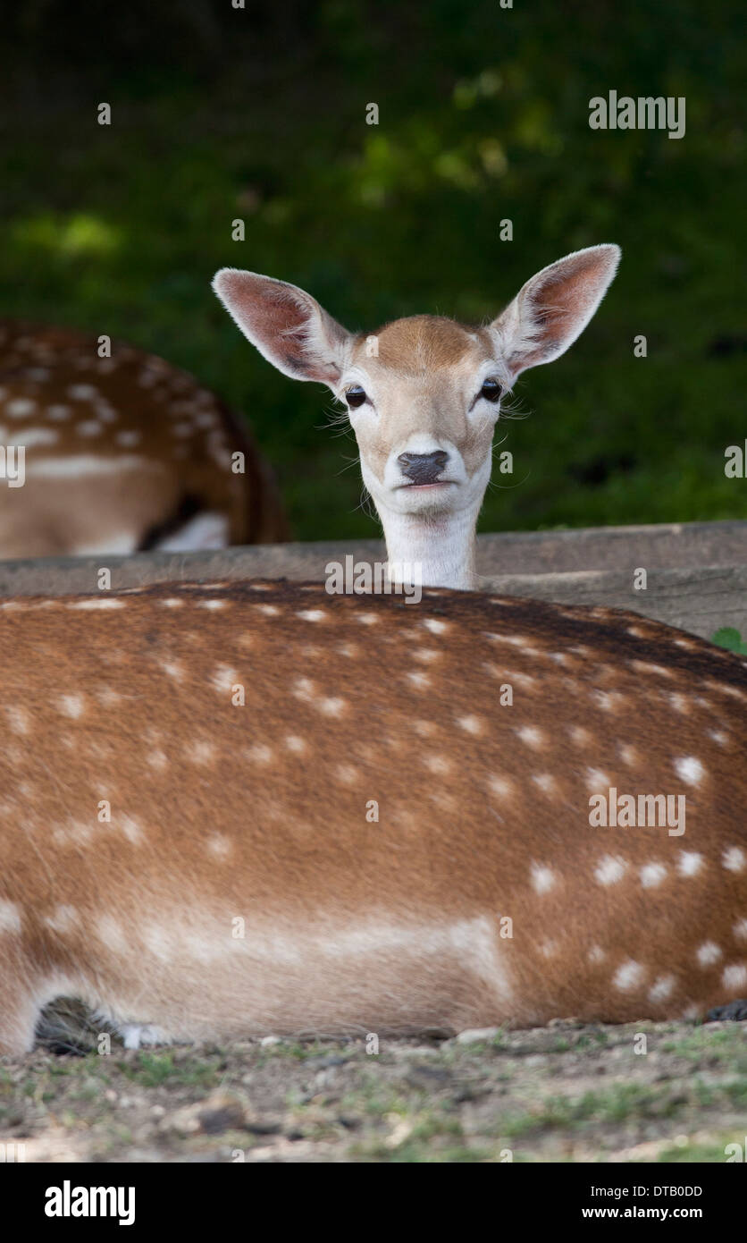 Deer resting in forest Stock Photo