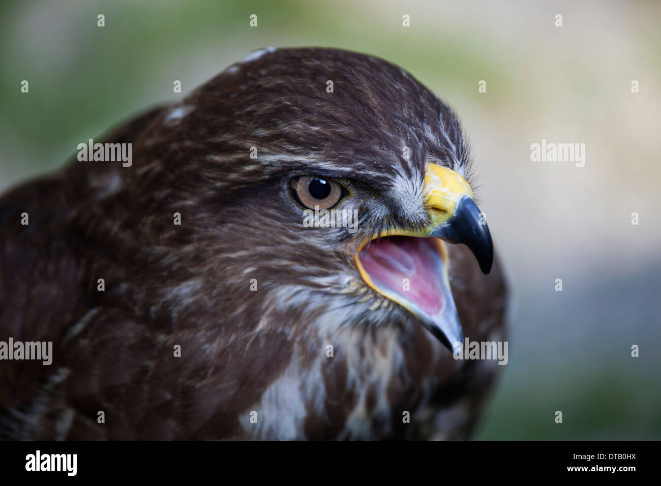 Close-up of eagle Stock Photo
