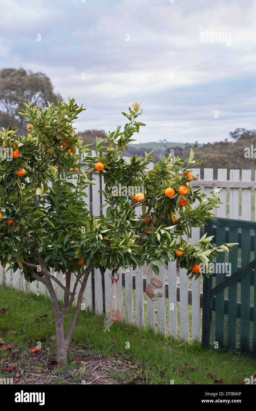 Orange tree in front of fence Stock Photo