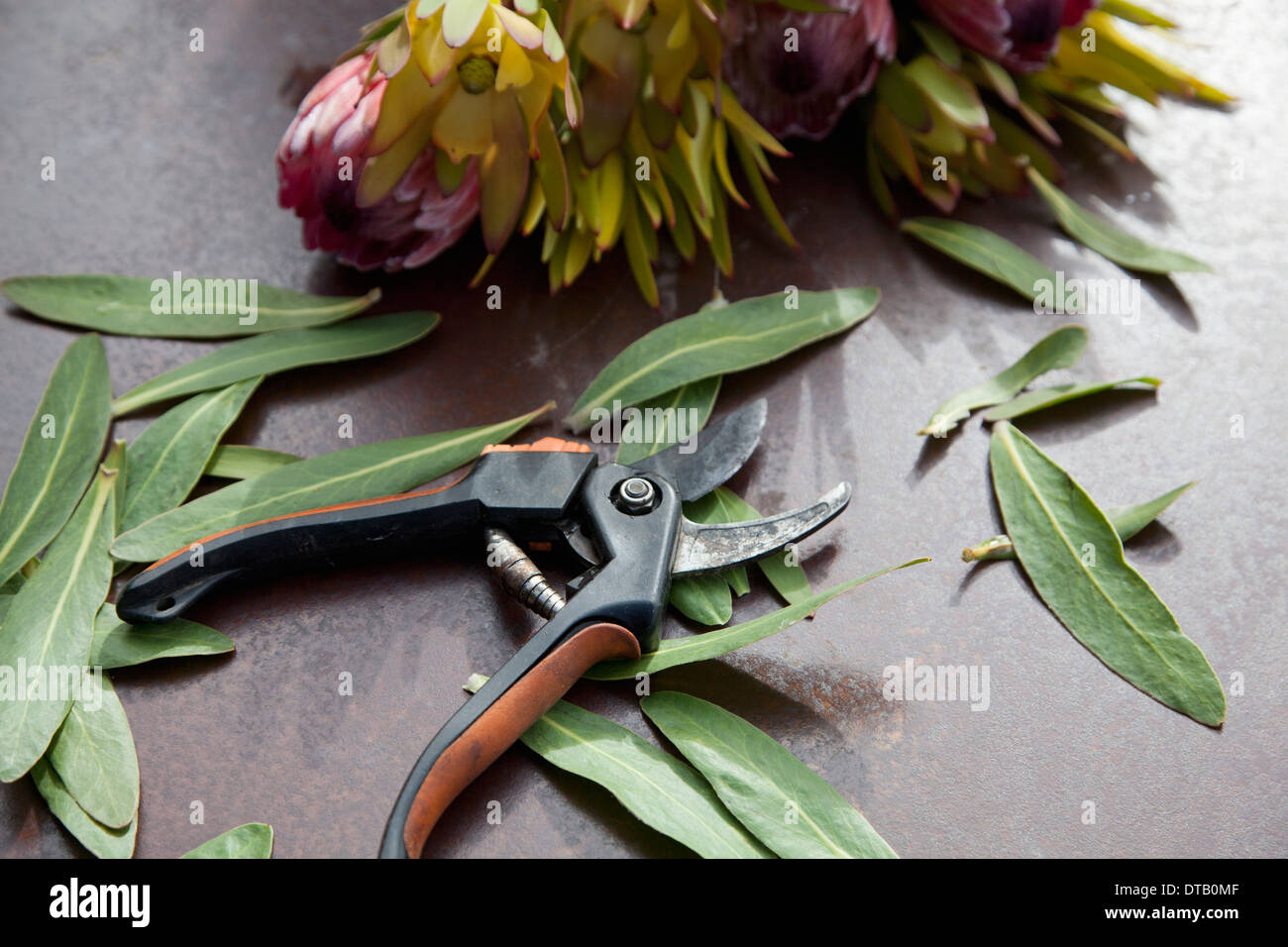 Secateurs and leaf, close-up Stock Photo
