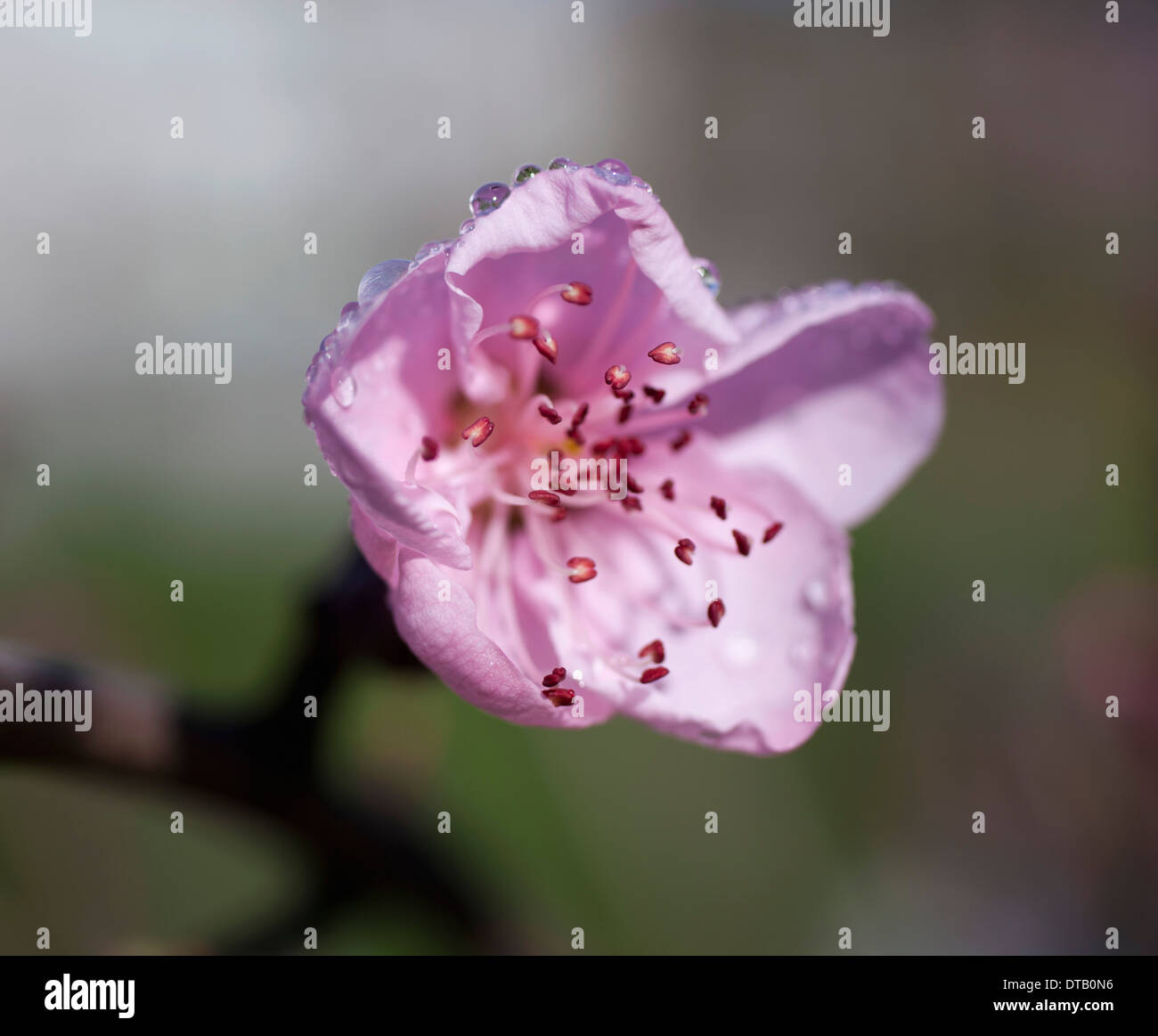 Close -up of pink cherry blossom Stock Photo - Alamy