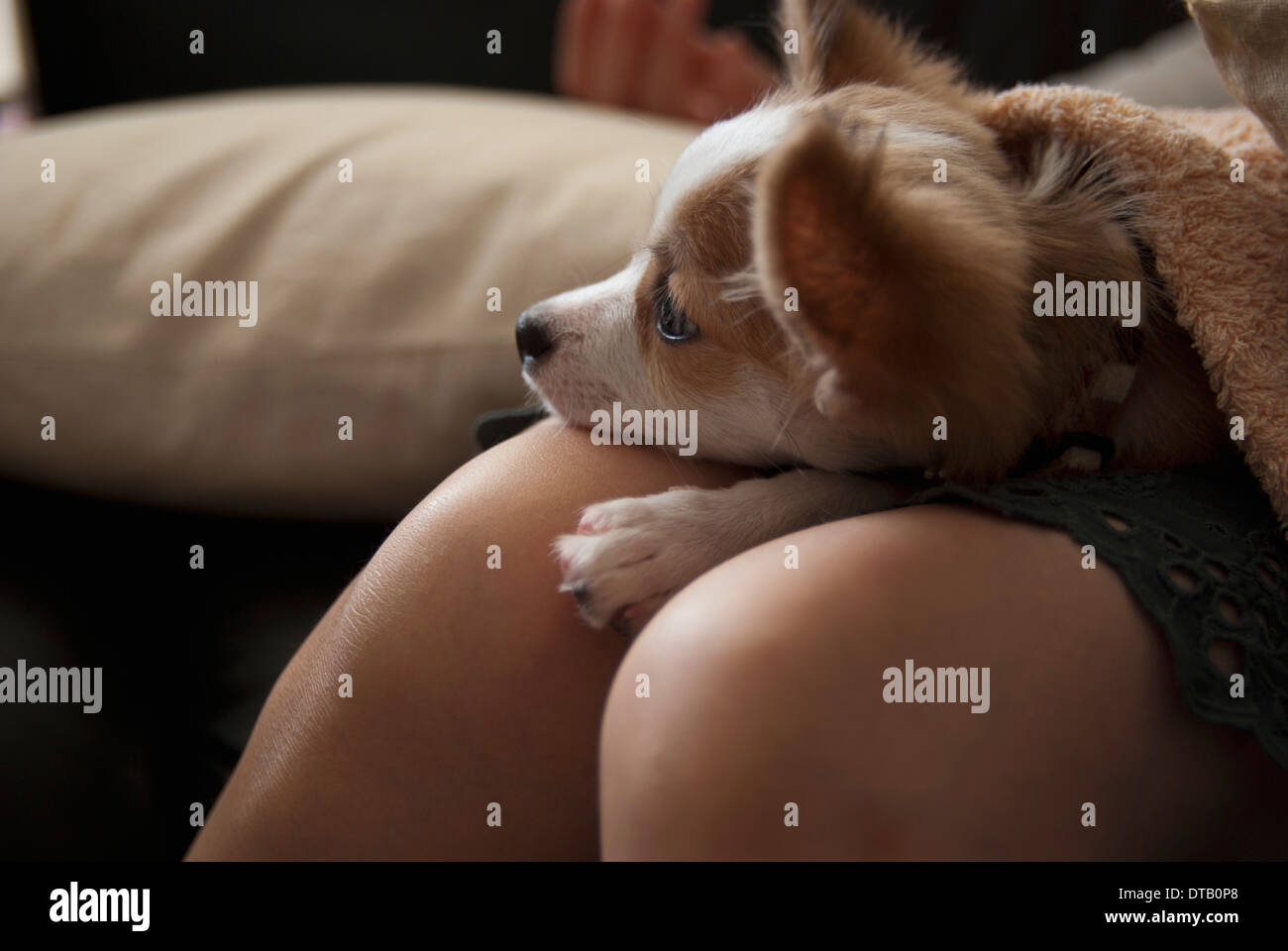 Dog lying on woman's lap, close-up Stock Photo