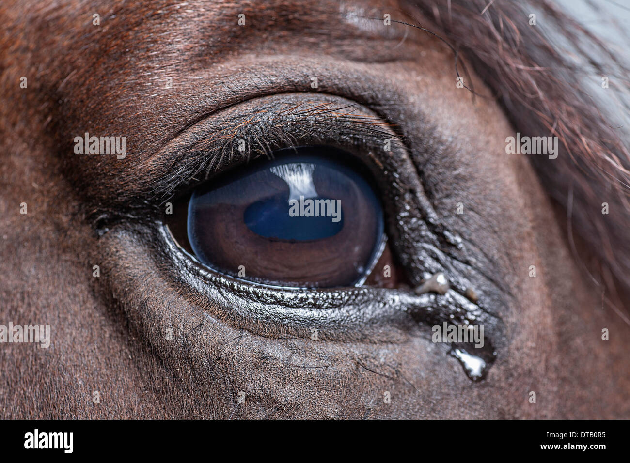 Close up of horse eye Stock Photo Alamy