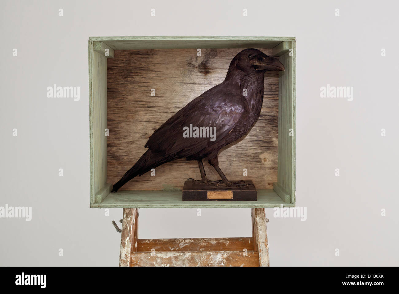 Crow box hi-res stock photography and images - Alamy