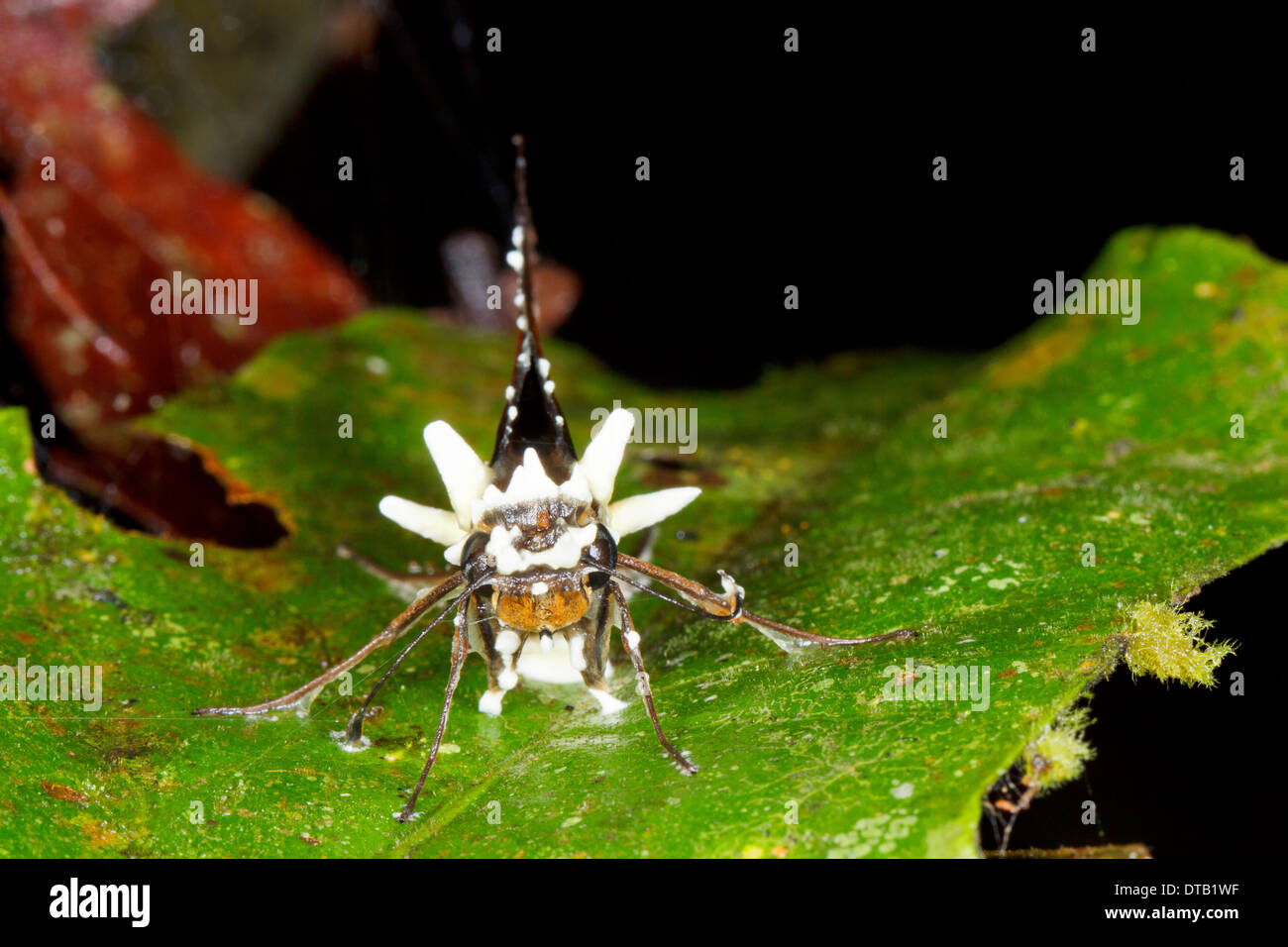 Cordyceps fungus infecting a moth in the rainforest understory, Pastaza province, Ecuador Stock Photo