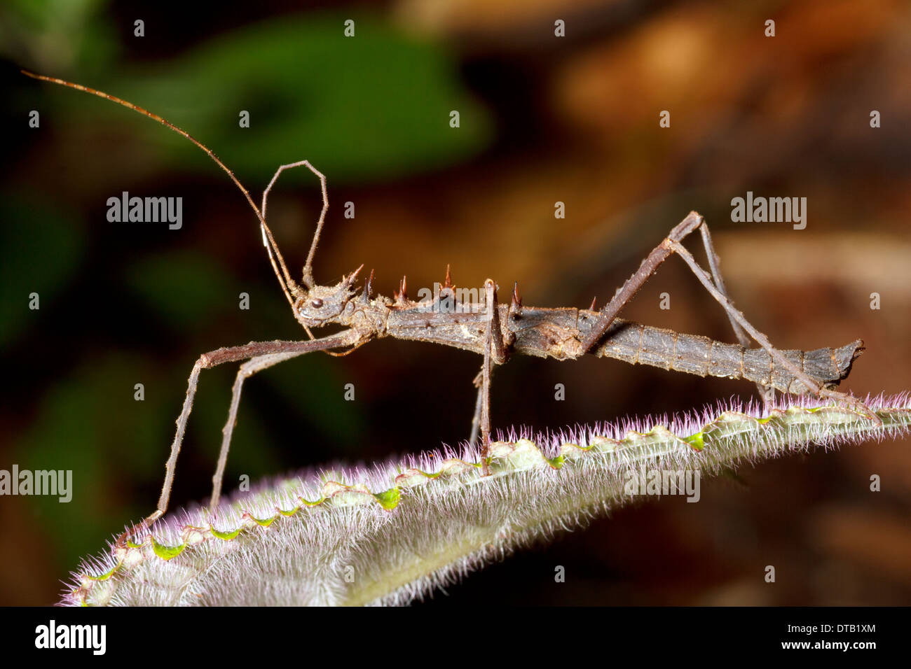Walking Stick Insect Green High Resolution Stock Photography and Images