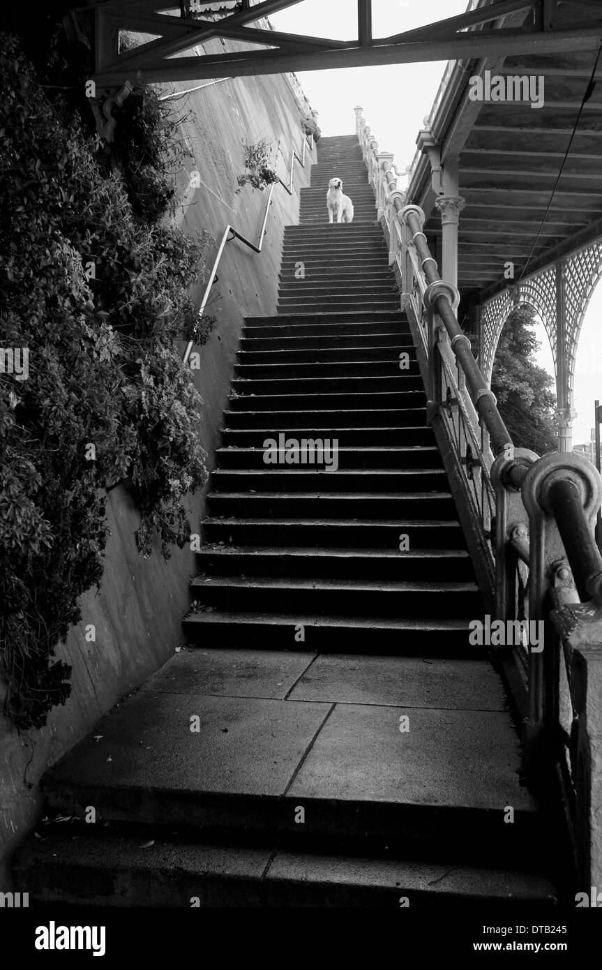 Image of dog standing on top of staircase in black and white at the arches at Brighton seafront, Brighton, UK Stock Photo