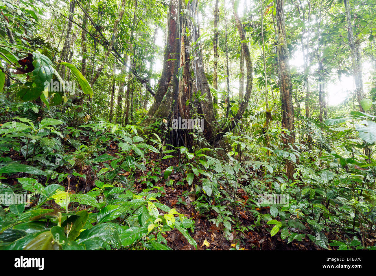 Rainforest tree canopy south america hires stock photography and