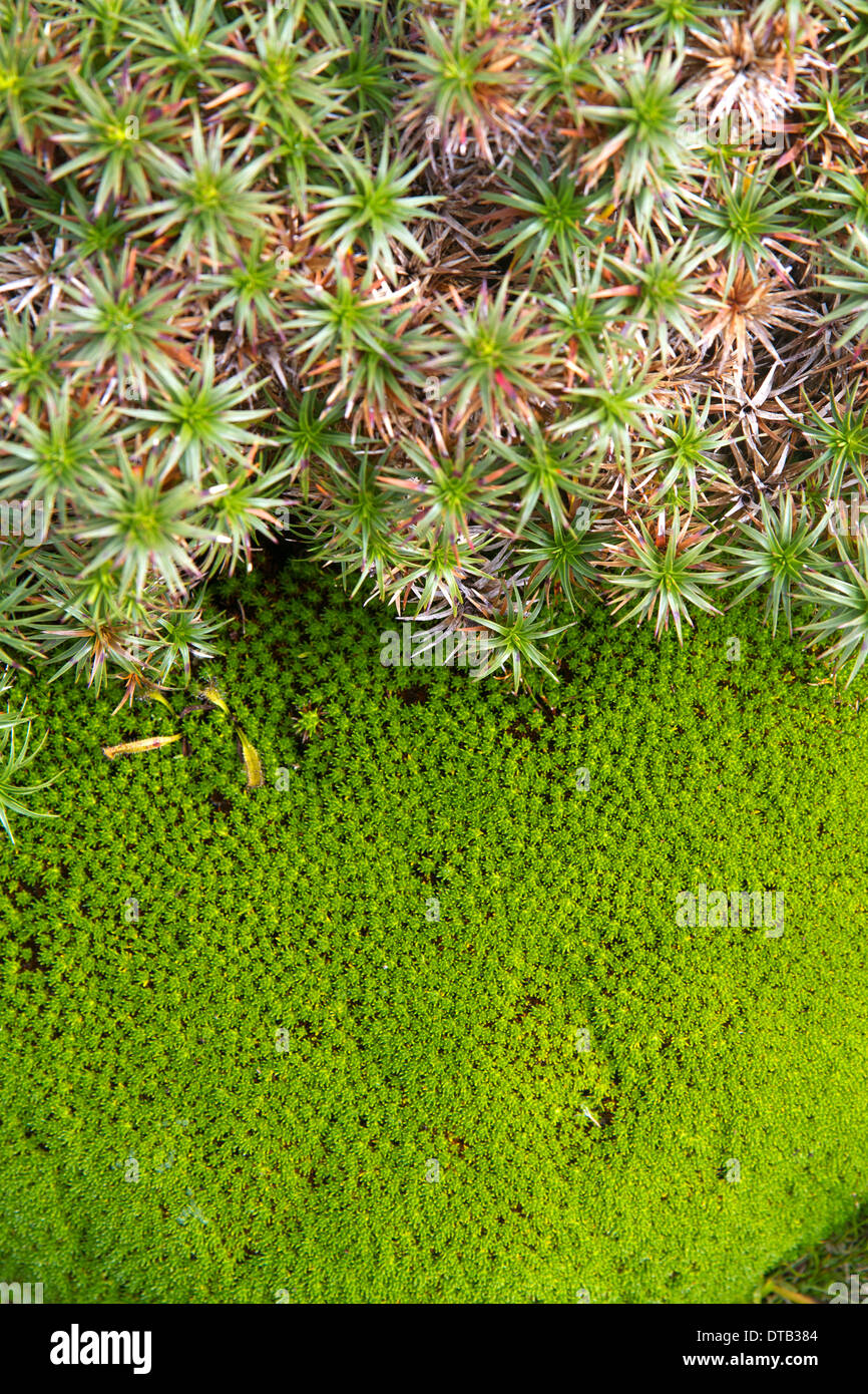 Cushion plant hires stock photography and images Alamy