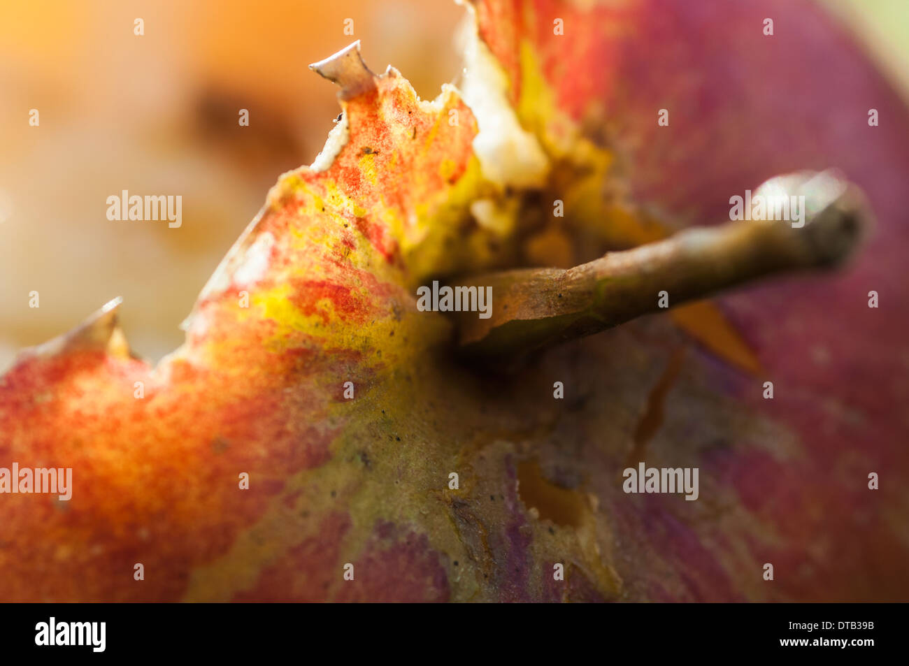 Closeup of a fallen apple that has been partially eaten by wildlife ...