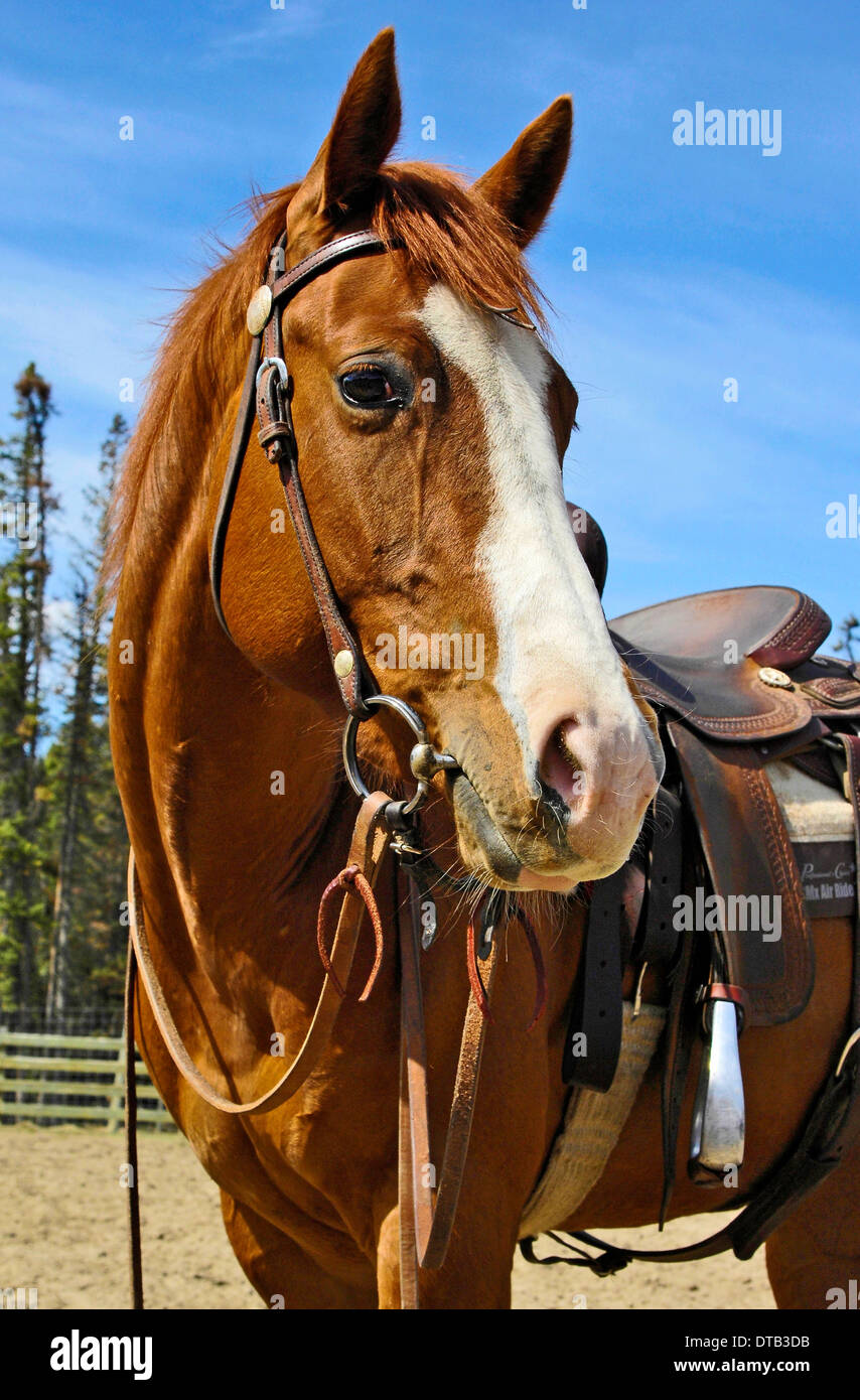 A close up portrait of a saddle horse 'Equus caballus' turning his head to look away Stock Photo